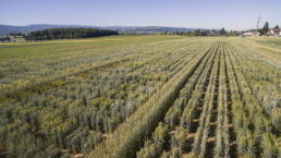 Amelioration Plante, Feld, Drohnenaufnahme